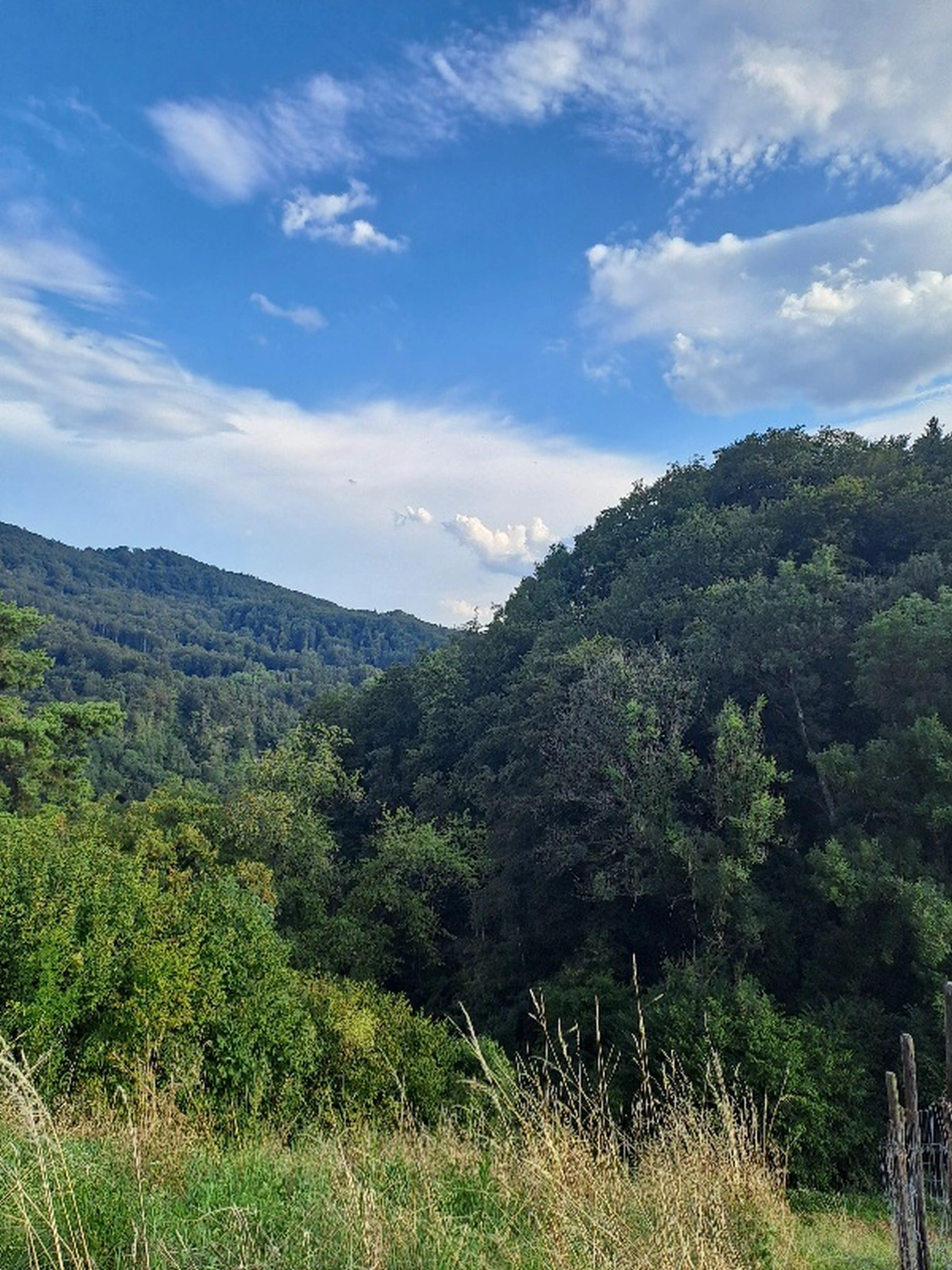 Joachim Roschel - Waldbäume